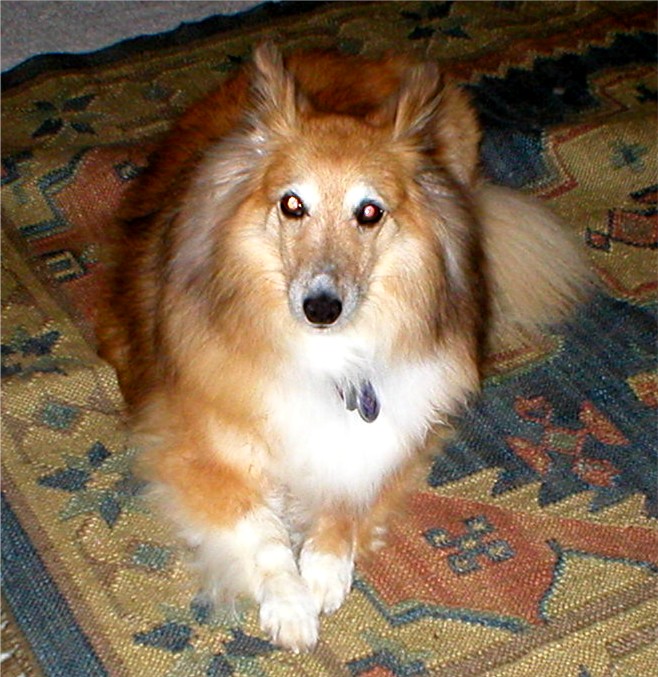 Tasha on her living room rug, Nov 11, 2002