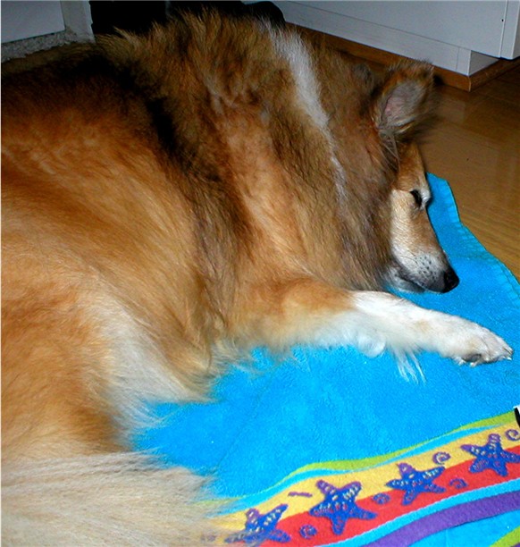 Tasha napping on her blue beach towel in the kitchen, Feb 15 2003