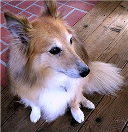 Tasha on the deck, keeping close watch on the back fence, 10/12/02.